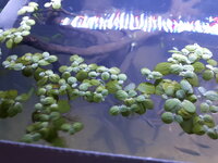 Water Lettuce 3.jpg