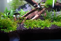 Akvarium 18. august 2019_6 (Stor).jpg