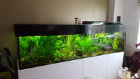 fish tank1.jpg