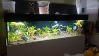 fish tank 2.jpg