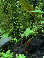 Rotala sprout.jpg