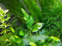 Java Fern 2.jpg