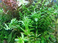 Rotala Rotundifolia.jpg