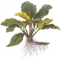 Anubias barteri 'Coffeifolia'