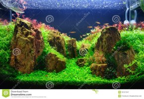 planted-aquarium-rocks-35727947.jpeg