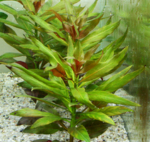 B(46)ludwigia.png