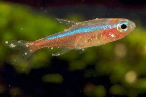 fish-disease-white-spot-neon.jpg