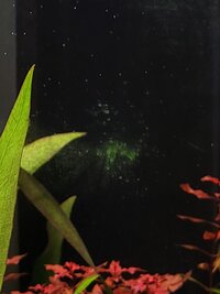 Algae on frontglass 4.jpeg