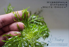 Hygrophila-white2.jpg