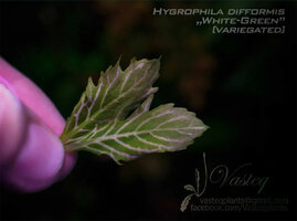 Hygrophila-white3.jpg