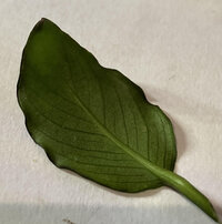 anubias petite leaf.jpg