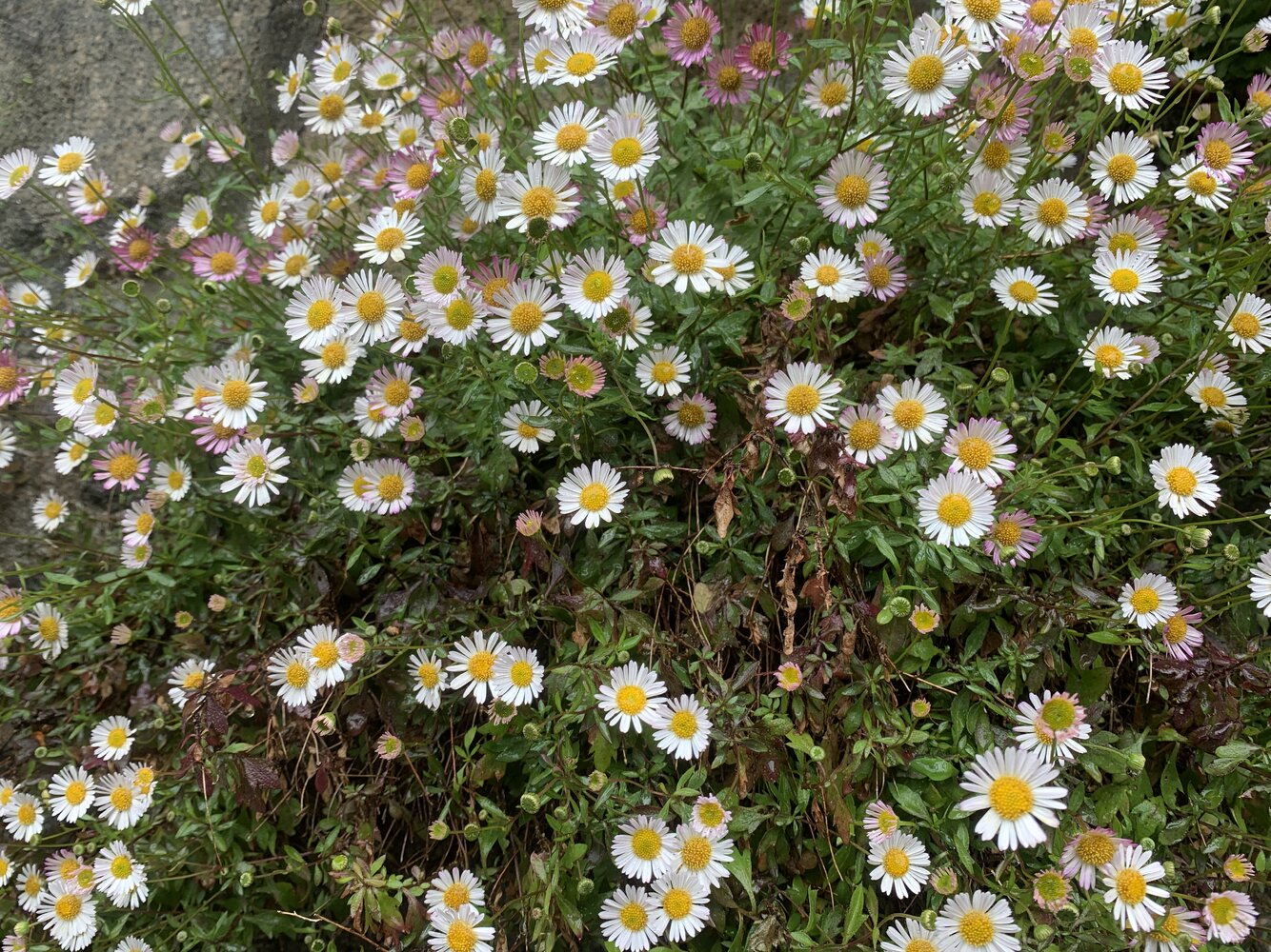 IMG_2847.jpeg