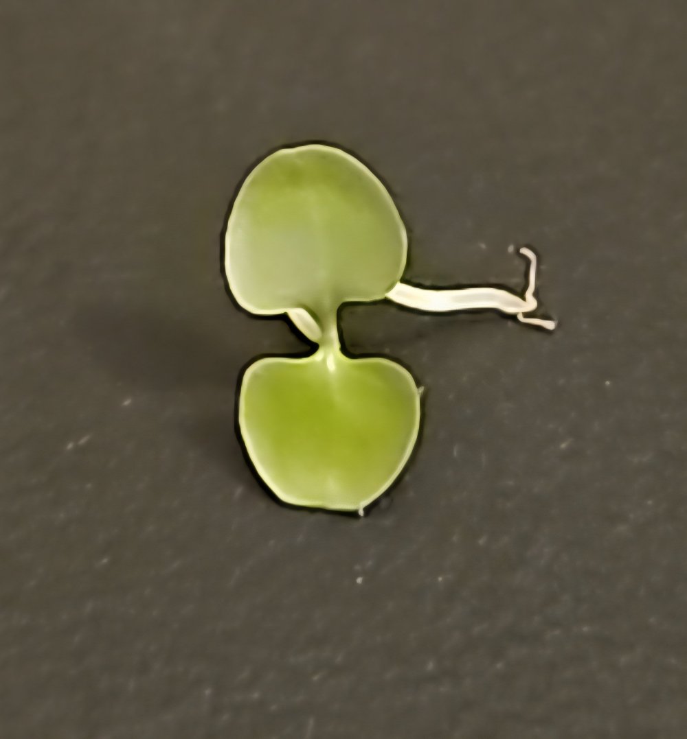 1751639489744.jpg