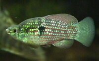 Shari_american_flagfish.jpg