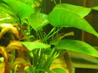 BroadLeafPlant-20071003027.jpg BroadLeafPlant-20071003027.jpg