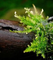 Moss014ps.jpg