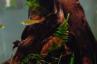 Moss010ps.jpg