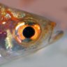 Rasbora