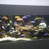 DanosCichlids