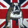 uk bulldog