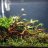 Aquarium_scape_n_fish